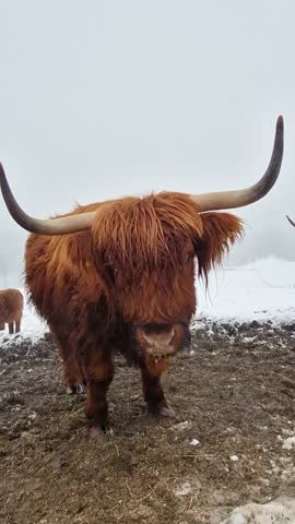 Curious brown highland cow with long horns approaching and being pet on a snowy farm in winter