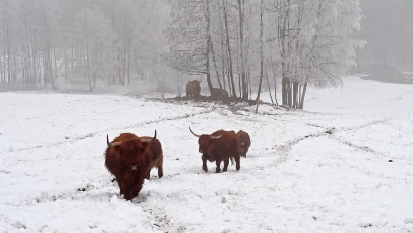 Majestic herd of scottish highland cattle walking through a beautiful snowy field during winter