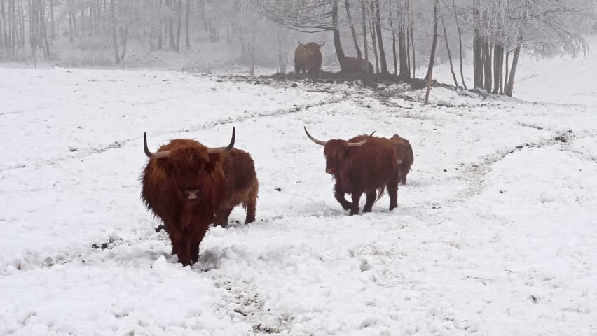 Group of scottish highland cattle walking on a path in a snow covered field during winter