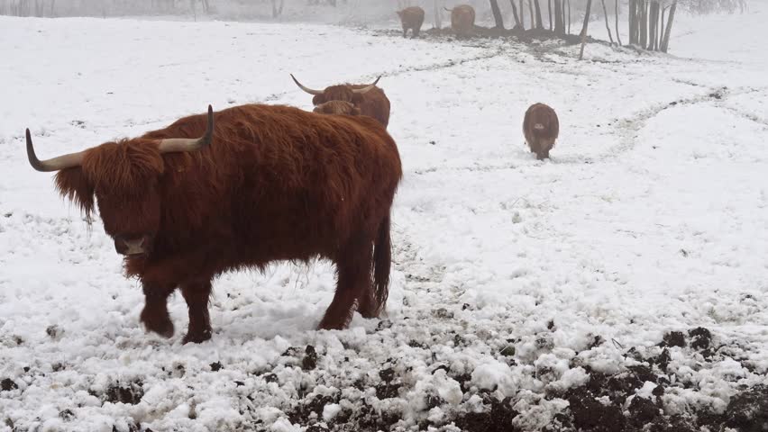 Majestic herd of scottish highland cattle with long horns foraging for food in a snowy pasture