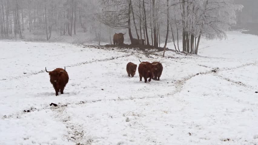 Shaggy brown highland cattle with long horns walking through a snow covered field in winter