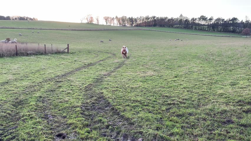 Small Shetland pony walking through a grassy field in rural Scotland during winter.