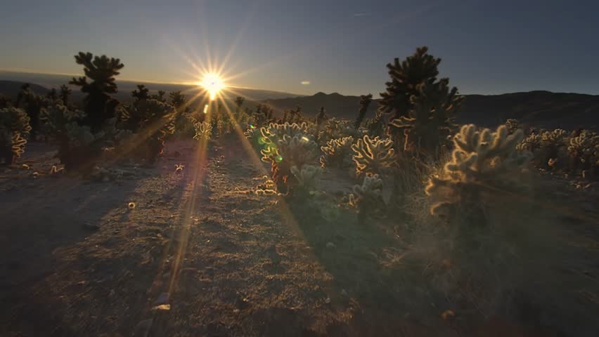 This 4K video captures a stunning sunrise or sunset at the Cholla Cactus Garden in Joshua Tree National Park. Located in the Pinto Basin where the Mojave and Colorado deserts merge, this area is famous for its dense population of teddy-bear cholla. While they appear soft and fuzzy, these cacti are covered in sharp, barbed spines that detach easily. The low-angle light illuminates the translucent needles, creating a glowing, ethereal effect. This footage is perfect for travel documentaries, nature studies, and North American desert geography.