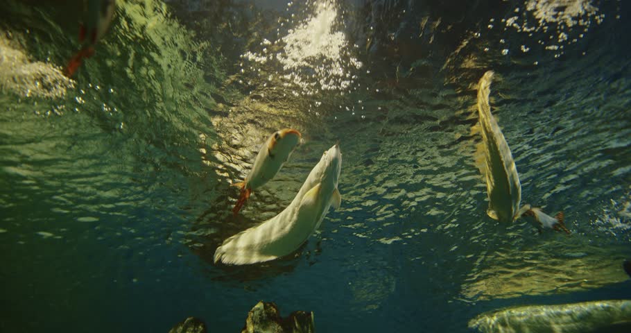 Shanghai, China. Silver Arowana Swims Among Other Fish Bottom View. Osteoglossum Bicirrhosum Is South American Freshwater Bony Fish Of Family Osteoglossidae. Generic Name Osteoglossum Means Bone
