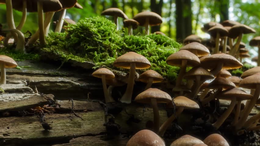 This 4K low-angle shot captures a dense cluster of wild mushrooms with light brown, convex caps and pale stems growing on a mossy log. These saprotrophic fungi play a vital role in the forest ecosystem by breaking down decaying wood and recycling nutrients back into the soil. The high-resolution footage emphasizes the delicate textures of the gills and stems against the dark, damp forest floor. It is perfect for nature documentaries, biology education, environmental studies, and cinematic forest background sequences.
