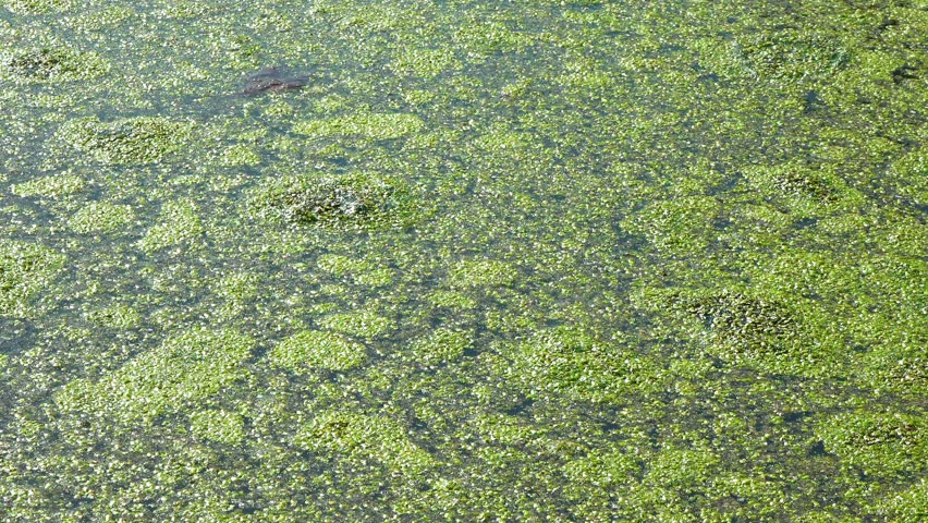Aquatic plants rootless duckweed Wolffia arrhiza and duckweed Lemna turionifera