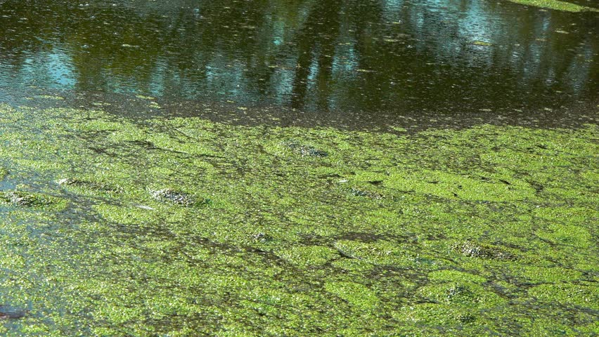 Aquatic plants rootless duckweed Wolffia arrhiza and duckweed Lemna turionifera