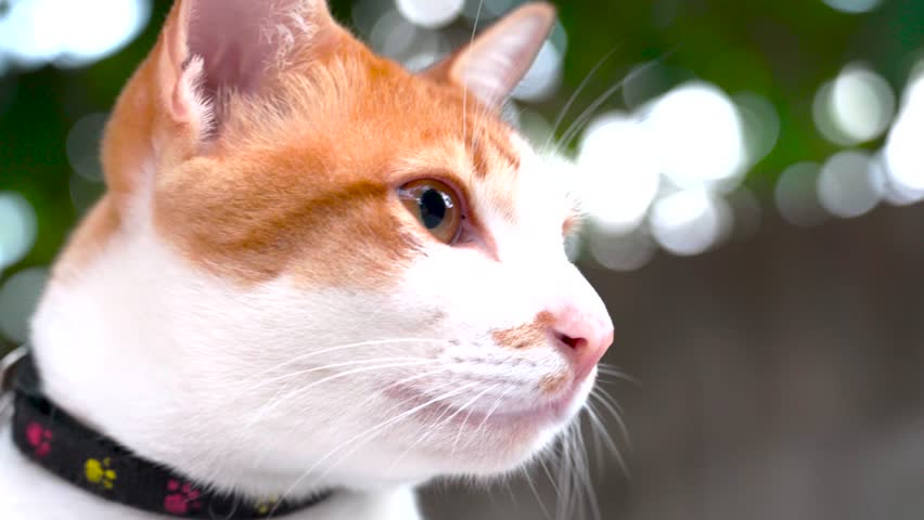A close-up image of a white-and-yellow cat’s face, with large, clear eyes gazing straight ahead calmly and captivatingly.