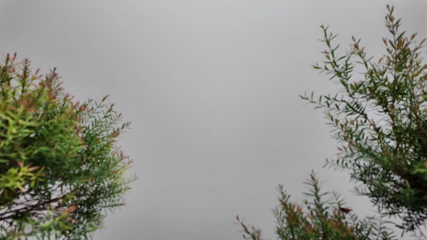 Close-up of green hedge plants with a gray wall background, perfect for nature or environment themes in 4K quality and animation projects.