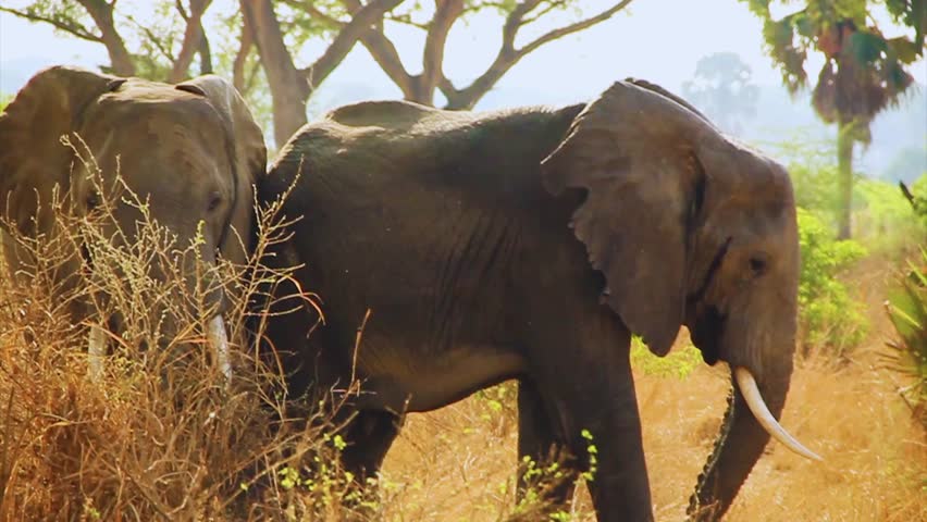 Wildlife footage of two elephants standing together on the African savanna in Sudan, showcasing their natural posture, textured skin, and open grassland habitat under natural daylight. The scene reflects wildlife behavior, conservation, and raw African nature. Filmed on 27 April 2026.