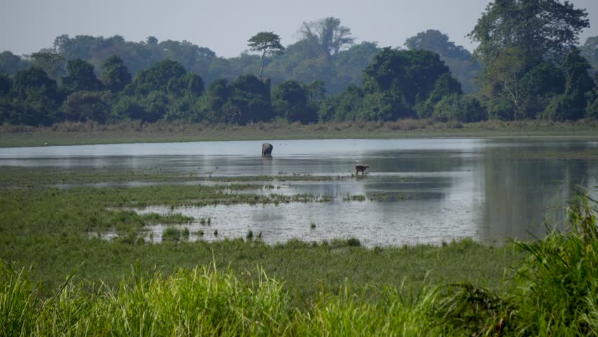 An Elephant and a Deer at a wetland landscape in Kaziranga National Park of Assam