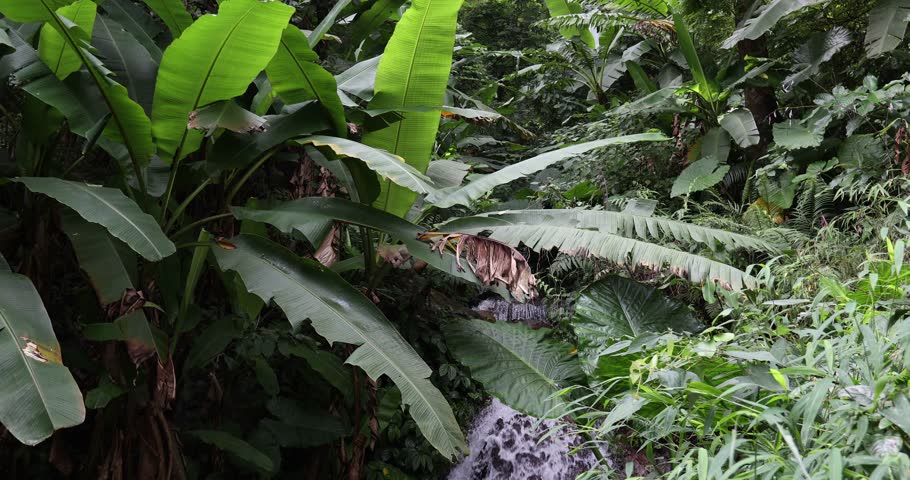 Sound of waterfall in the beautiful tropical forest landscape in hong kong, China