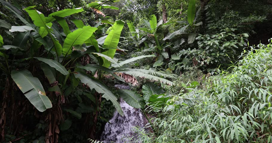 Sound of waterfall in the beautiful tropical forest landscape in hong kong, China