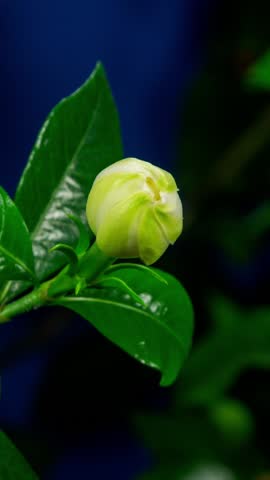 White Flower Opening Time Lapse with Rotating Effect. Gardenia Jasminoides or Cape Jasmine Flower Blooming on Green Leaves Background in Timelapse