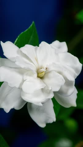 White Flower Opening Time Lapse with Rotating Effect. Gardenia Jasminoides or Cape Jasmine Flower Blooming on Green Leaves Background in Timelapse