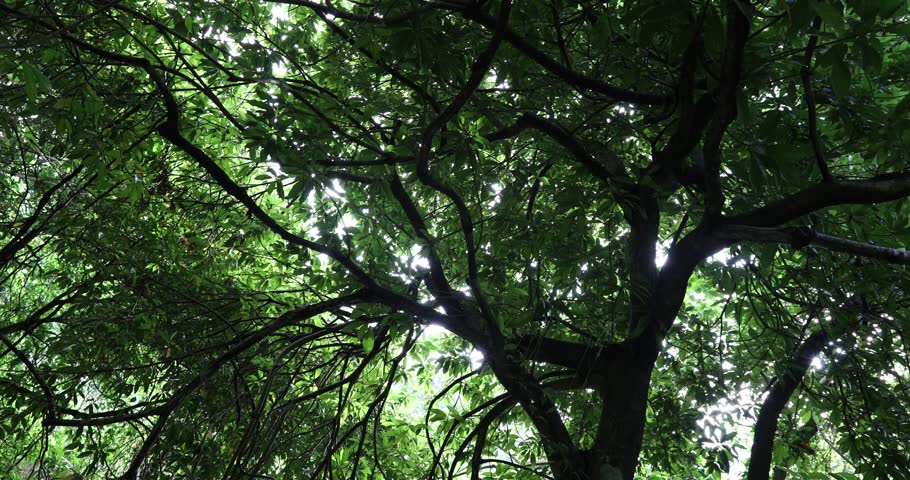 Beautiful scene misty forest with sunlight rays through the tree branches, lens flare