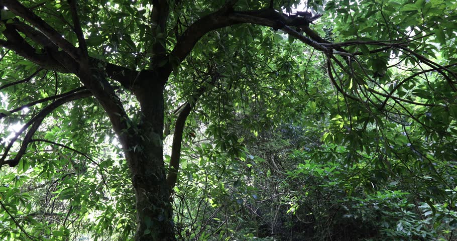 Beautiful scene misty forest with sunlight rays through the tree branches 