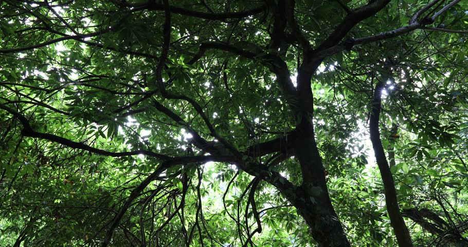 Beautiful scene misty forest with sunlight rays through the tree branches, lens flare