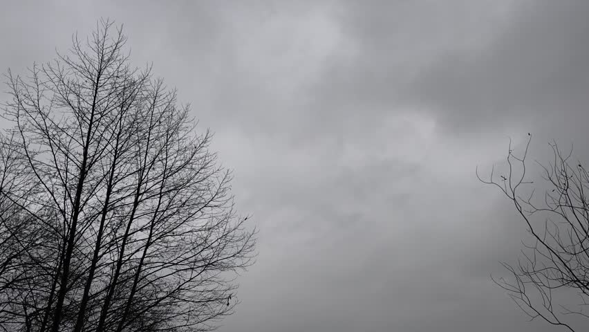 A plastic boat lies upside down on the shore under a dead reed near an alder tree. There are buildings and trees on the opposite shore of the lake. There are ripples on the water. Cloudy and snowless 