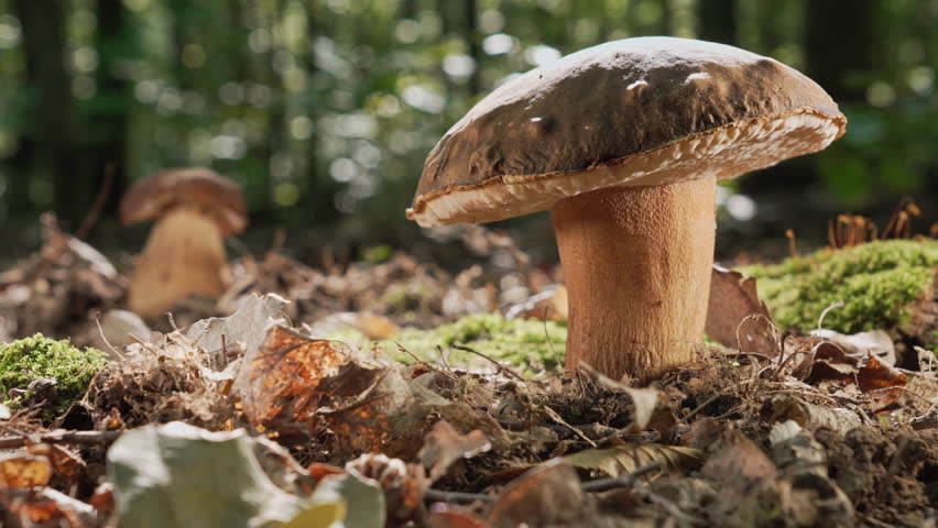 Wild Edible Porcini Mushroom - Boletus Growing In Forest Under Trees. Fungi.