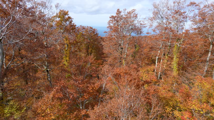 Experience the seasonal ropeway journey up Mount Moriyoshi in Akita Prefecture Japan. Stunning views of rich autumn maple foliage blanket the forested slopes under a cloudy sky.