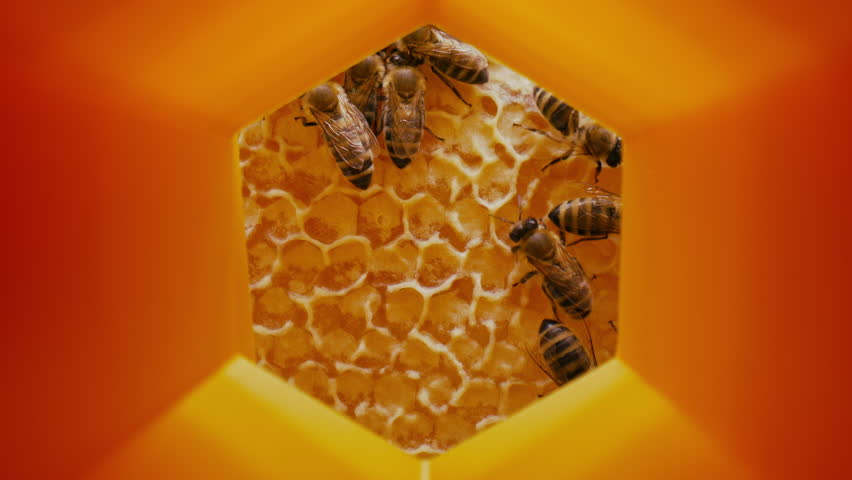 Extreme Macro through yellow honeycomb frame. Beehive With Bees Working In Cells