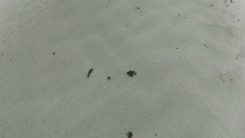 aerial drone shot of a majestic stingray gliding through the shallow and turquoise water at policeman point along the beautiful coast of Tasmania, a popular travel destination in Australia.