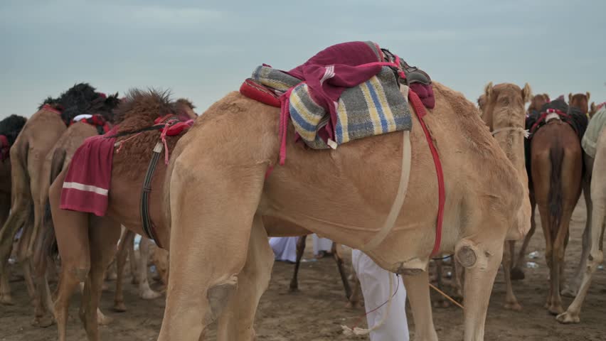 Close-Up Portrait of Decorated Camel at Traditional Event, Muscat, Oman.