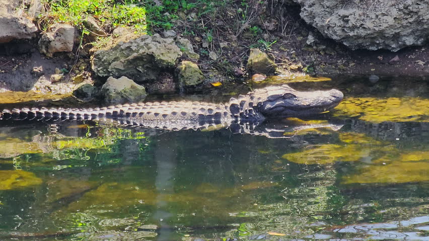 Wild alligator in Everglades national park wetlands in Florida.
