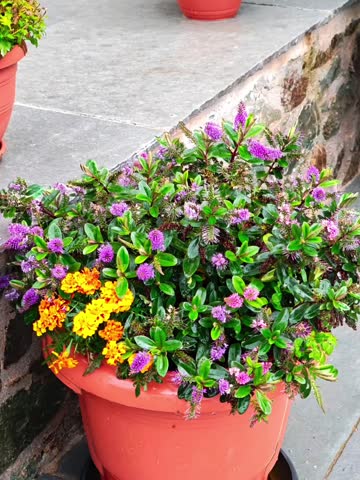 Layered flower photo animation with parallax effect 