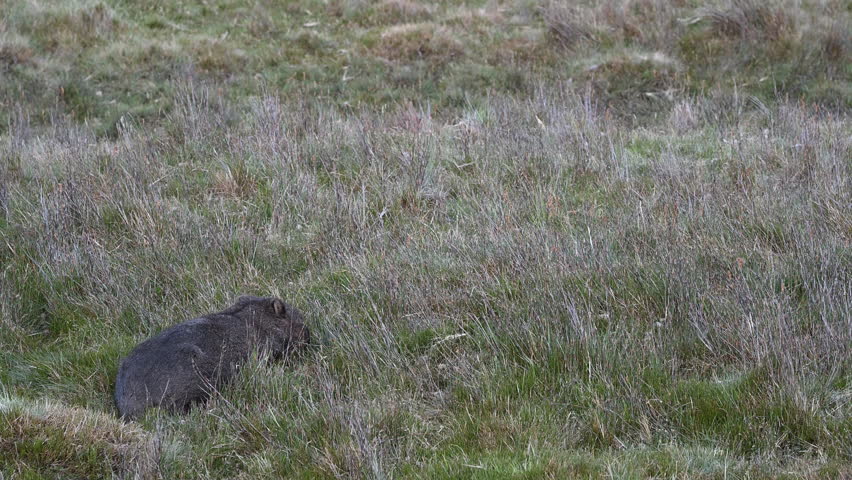 Wombat, Vombatus ursinus, grazing in the beautiful landscape at cradle mountain in Tasmania, a popular travel destination for hiking and other outdoor activities in Australia.