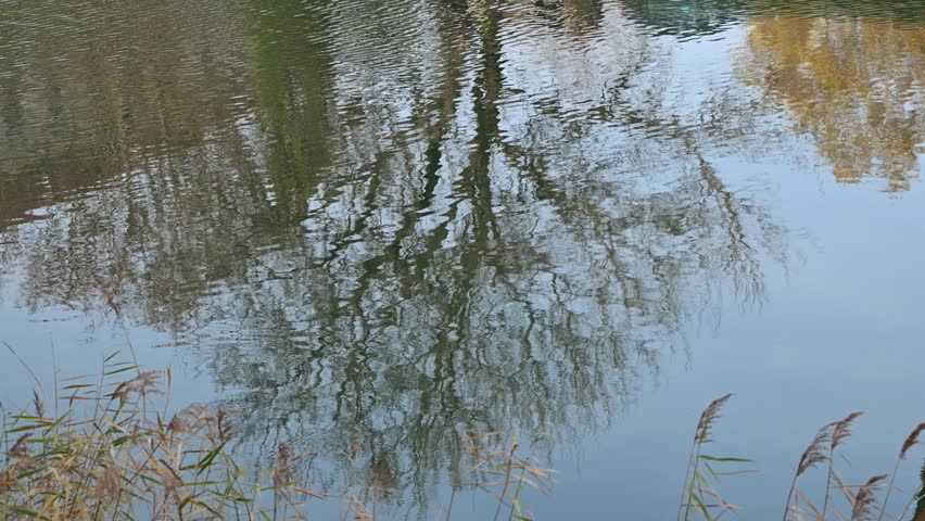 Tranquil 4K footage of mirror-calm lake water perfectly reflecting a leafless autumn tree and tall reeds under soft overcast sky.