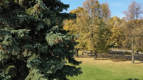 Drone Ascending Vertically beside Tall Evergreen Tree