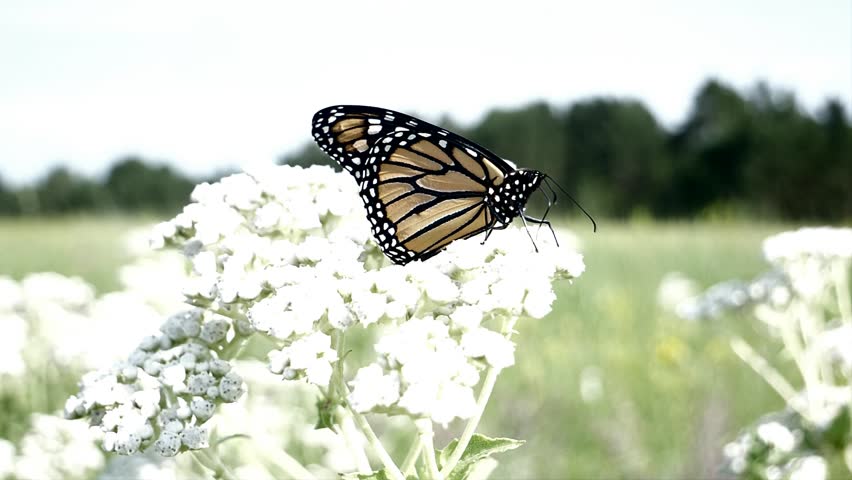 A butterfly sways back and forth on windy day on the prairie.