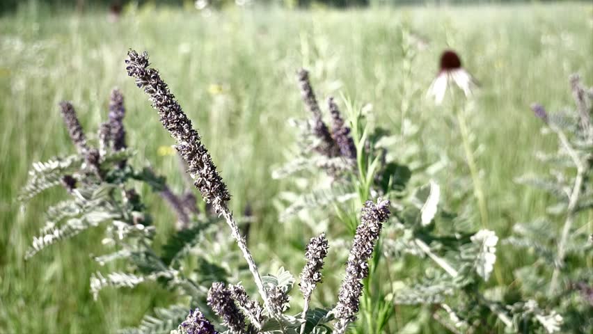 A tar plant sways back and forth on the prairie.