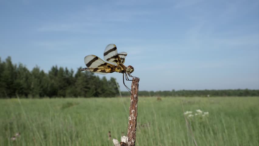 Slow motion shot of a dragonfly grasping a stick on the prairie.