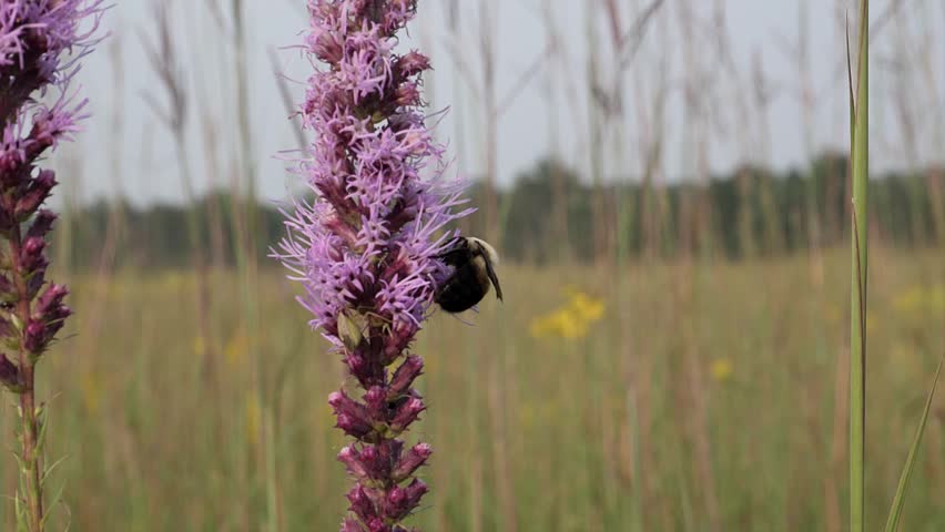 Large bumblebee takes off after feeding from a blazing star wild flower.