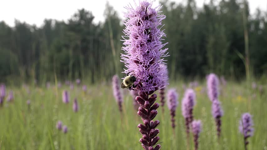 After getting some nectar, a bee backs up then flies away.