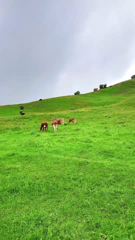 Vertical Lush Green Hillside Under Blue Sky
Vertical video of a lush green hillside covered with fresh grass and trees under a partly cloudy blue sky, creating a bright and natural outdoor background.
