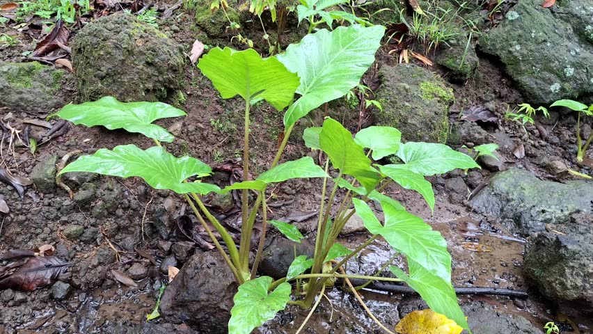 Green taro plant growing in wet soil natural tropical environment