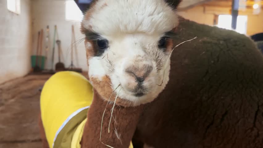 Alpaca or Lama Looks at Camera