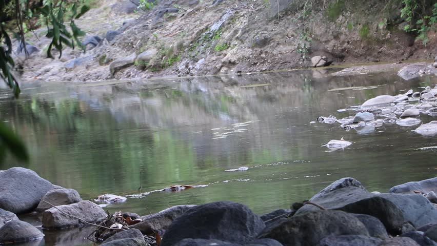Tropical Stream with Moss Covered Rocks and Flowing Water