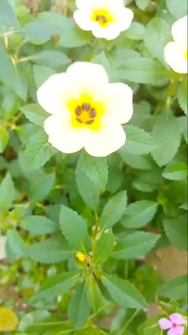 White Buttercup Flower with Yellow and Purple Center Macro-Turnera Subulata