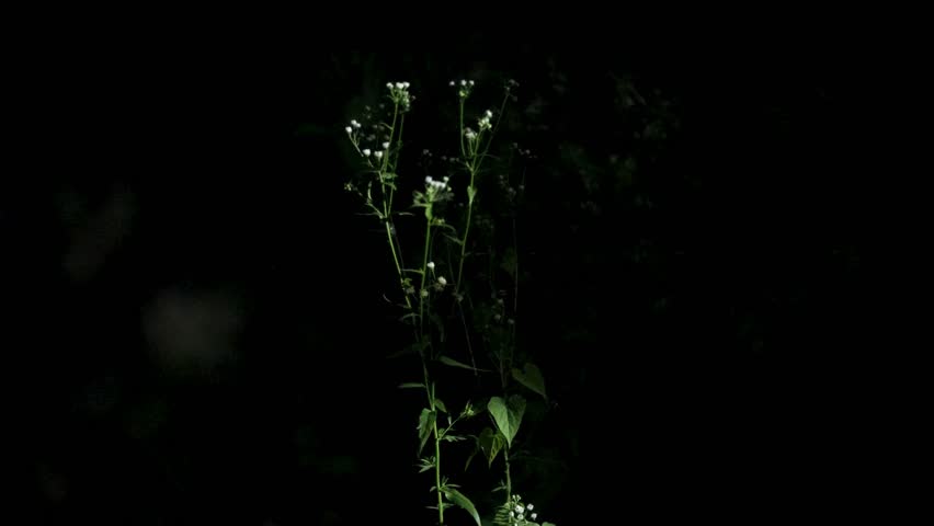 Night in Forest Wild Firefly Flashing Light Glowing Worm Blinking Beetle Bioluminescence Ambience Dark Dusk Flicker Illumination Midnight Twilight Shimmer Sparkle Mystery Enchantment Radiate Whispers