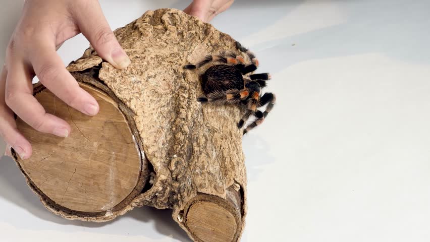 Macro studio shot of Mexican redknee tarantula slowly crawling over cork bark under soft lighting