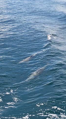 Wild dolphins surfing the wake of a boat in deep blue tropical ocean waters.