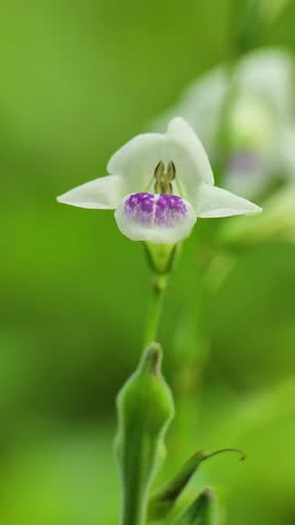 Asystasia gangetica with white color is mined with purple color pattern