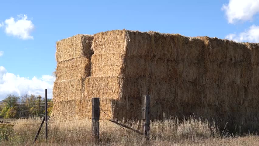Large bales of hay are harvested and then stored for winter use as feed for animals such as horses and cows