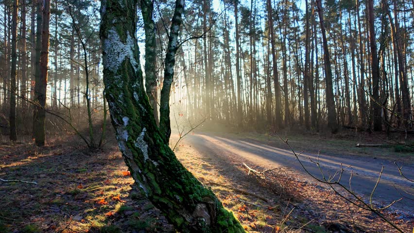 Forest road in morning light with sun rays filtering through trees calm natural landscape