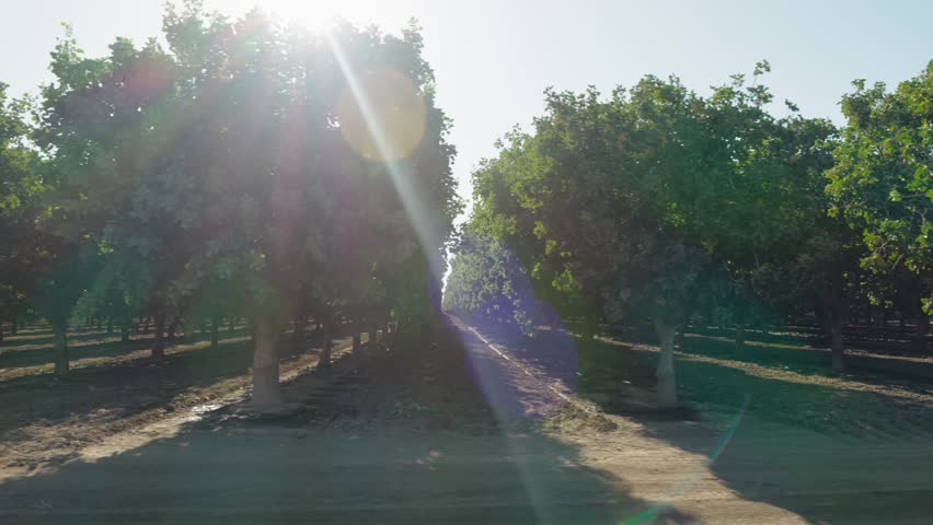 Slow aerial truck of a lot of rows of pistachio trees in California.